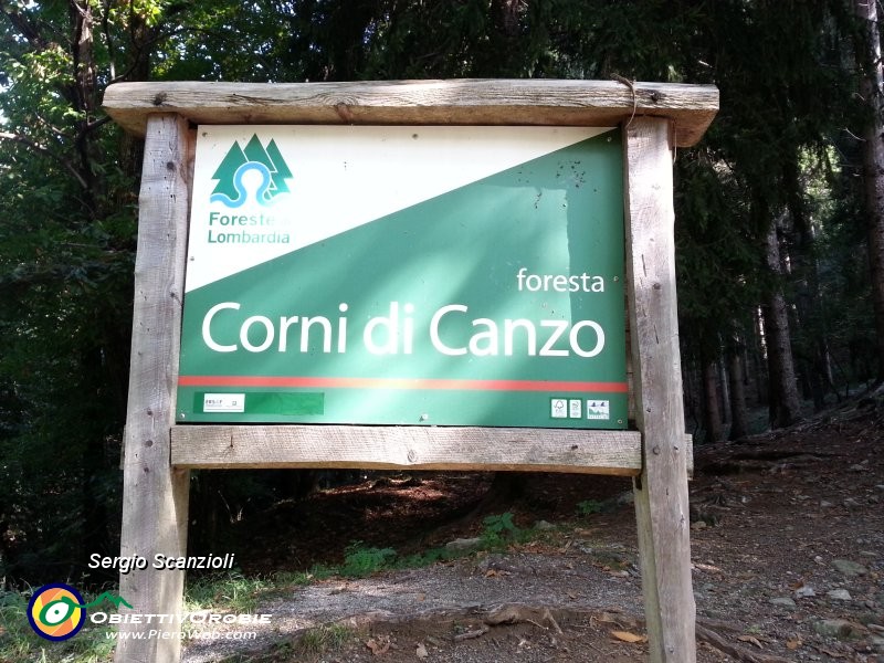 08 - Ops foresta.jpg